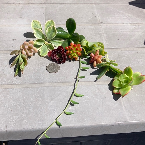 sarah_bif succulents